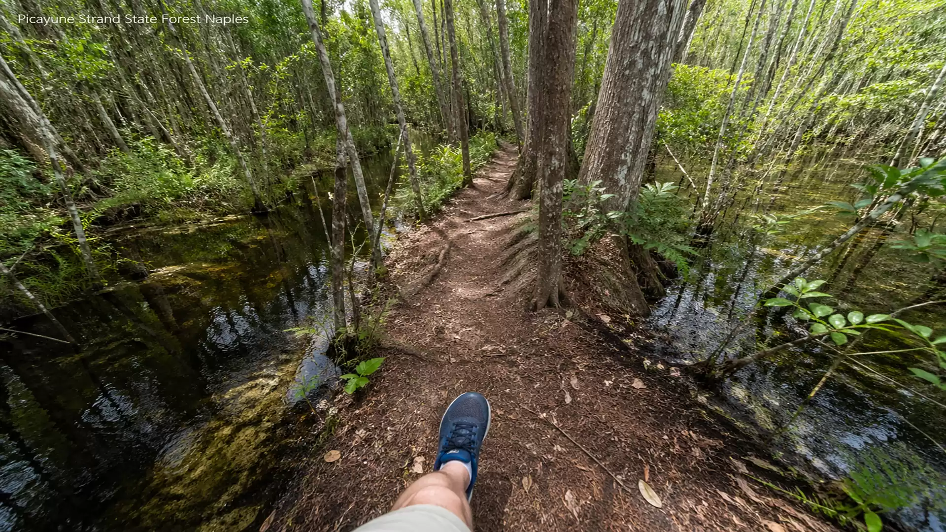 Hiking trail through a dense, green forest with high water levels. A foot in a blue shoe and light shorts is visible in the foreground, as if someone is walking along the path.