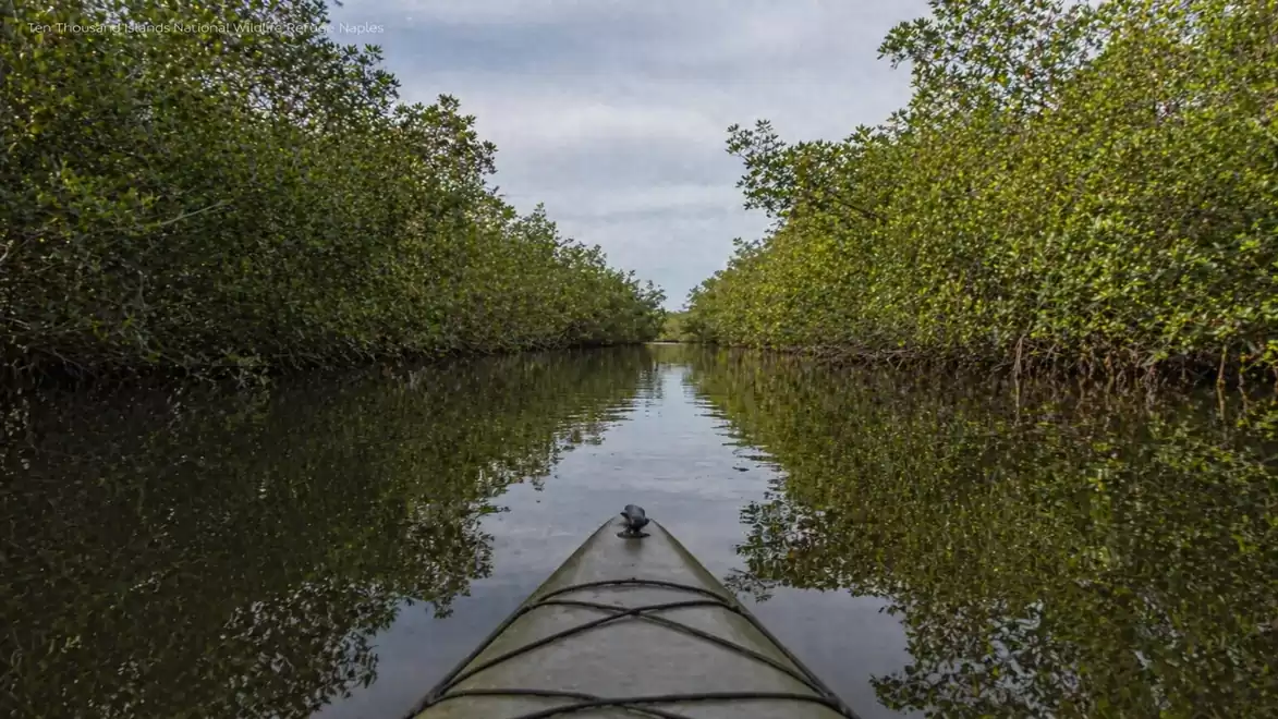 View from a kayak on a river lined with dense greenery, paddling through a calm waterway between mangroves.