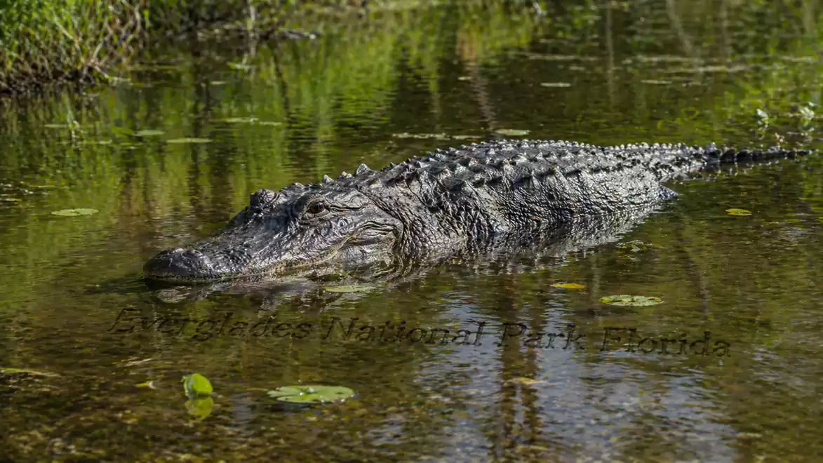 An alligator calmly swimming in the water of Everglades National Park, surrounded by lush vegetation.