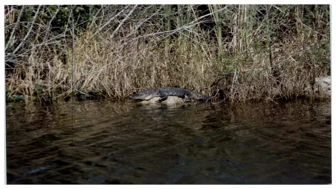 An alligator is lying on the bank of a river surrounded by dense reeds and water.