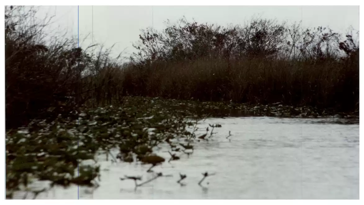 A calm river with dense reeds and vegetation along the banks, under a cloudy sky.