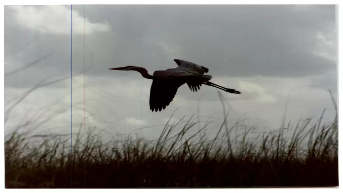 A heron flies over reed grass against a cloudy sky.