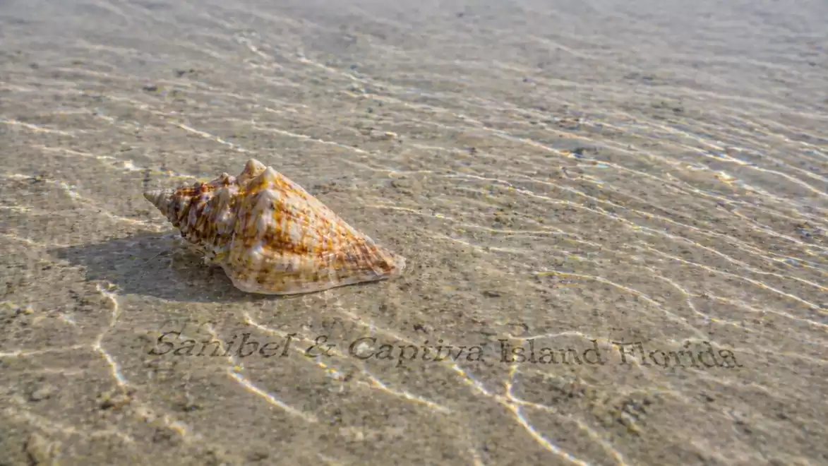 Shell in clear water on the beach of Sanibel Island, Florida.