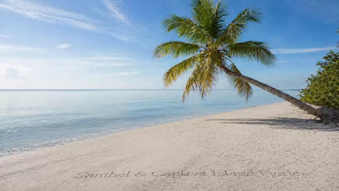 Beach with white sand and a palm tree leaning over calm, clear water. The sky is clear and sunny, typical of a tropical island.