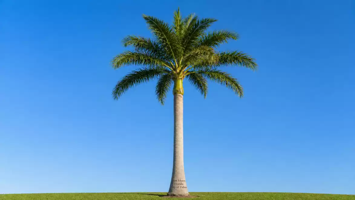 Single palm tree on a small hill against a blue sky.