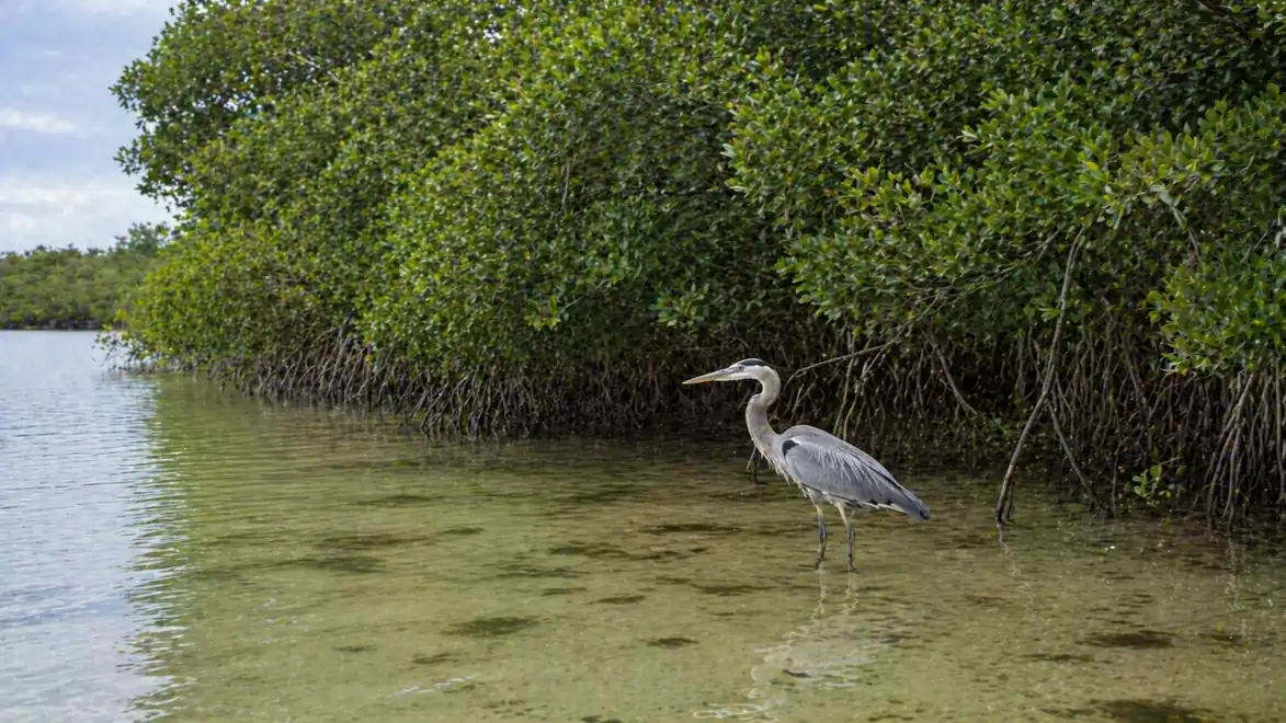 A heron stands in shallow water next to a dense mangrove forest.