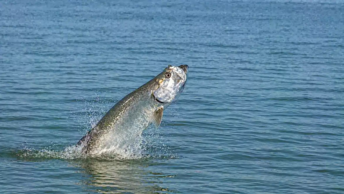 A large fish leaps out of the blue water of a lake.