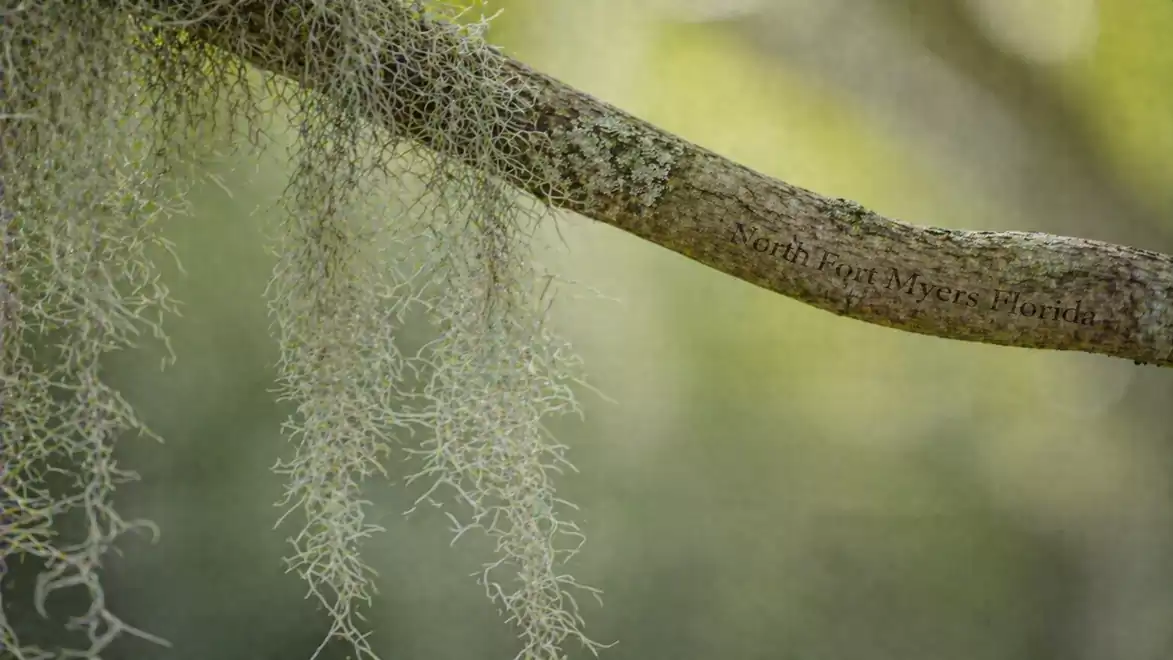 Close-up of a branch with hanging Spanish moss and blurred green background.