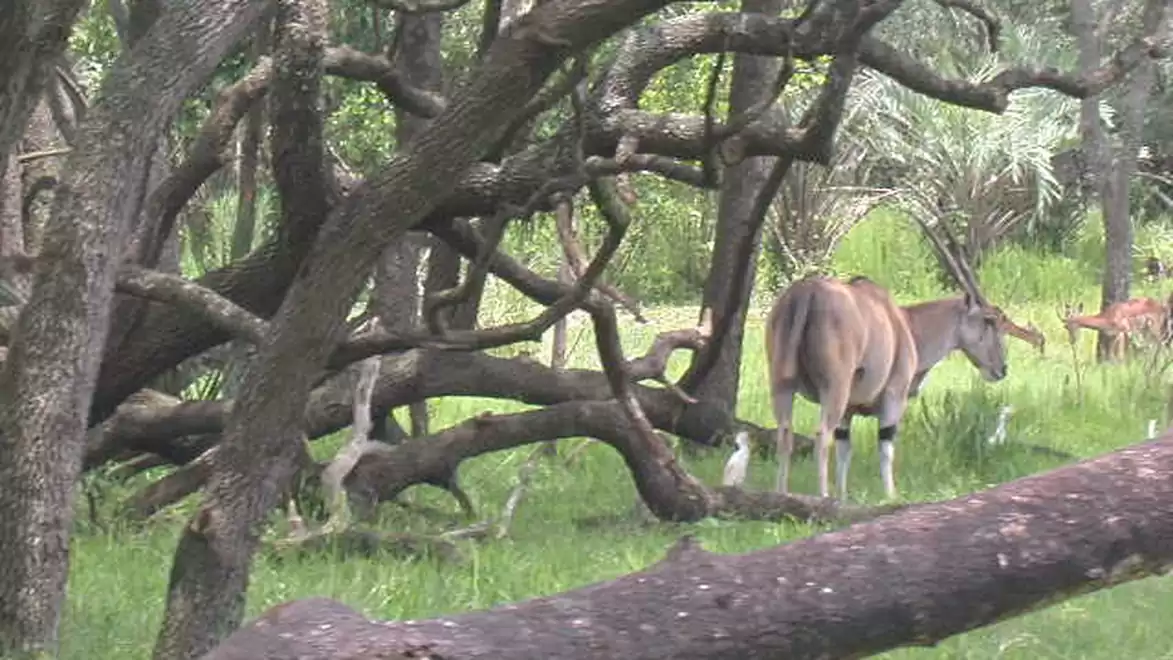 An antelope stands in a wooded area with dense trees and green grass.