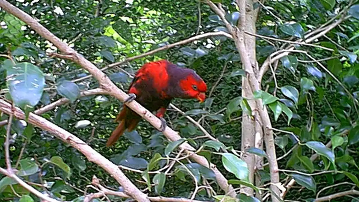 A brightly colored red parrot perched on a branch in a dense green forest.