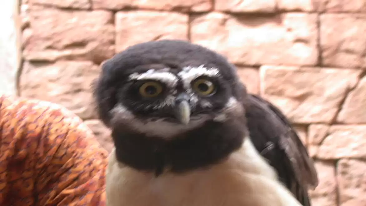 Close-up of an owl with black and white feathers in front of a brick wall.