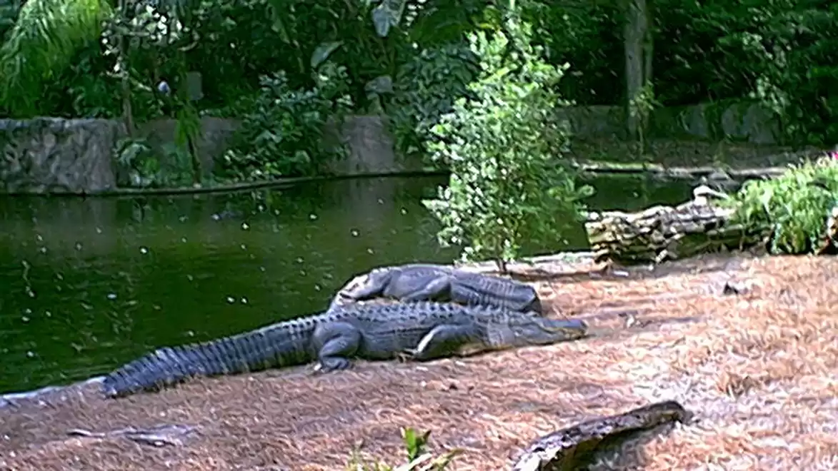 Two crocodiles lying on the bank of a river in a tropical forest.