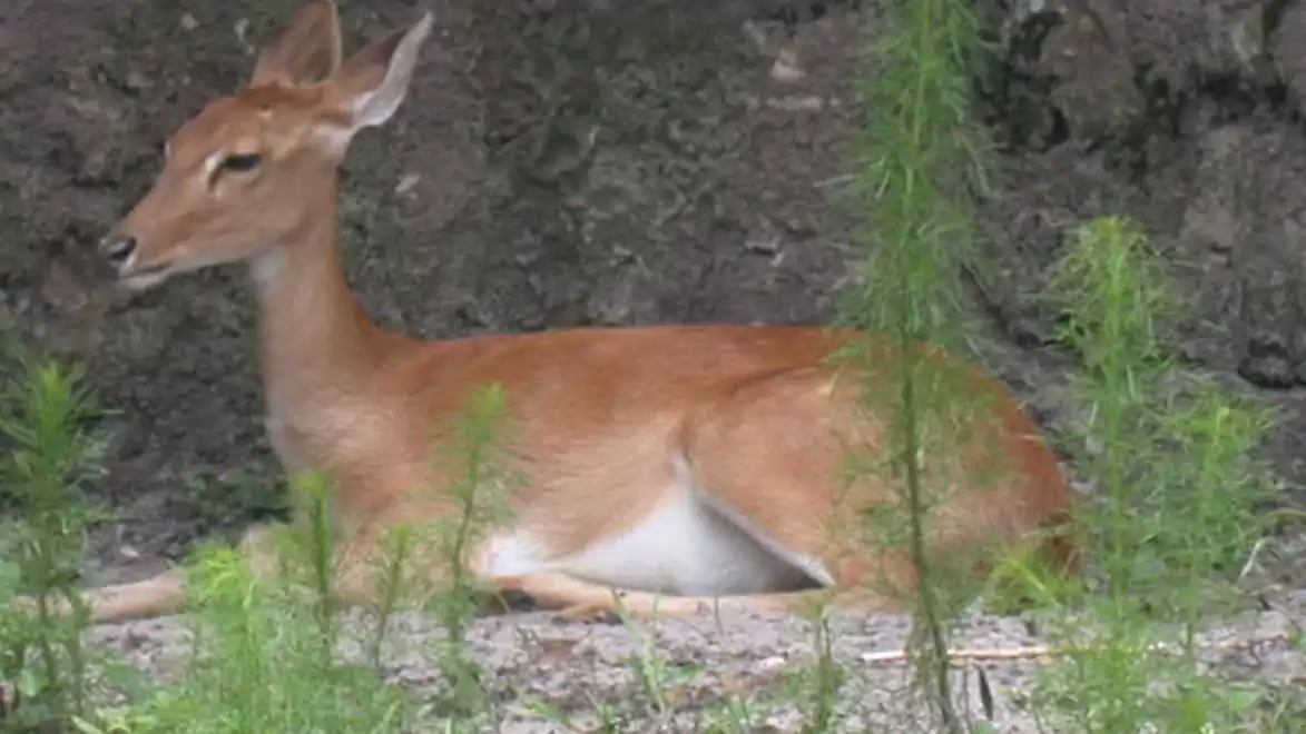 A deer lying in greenery with a rocky background.
