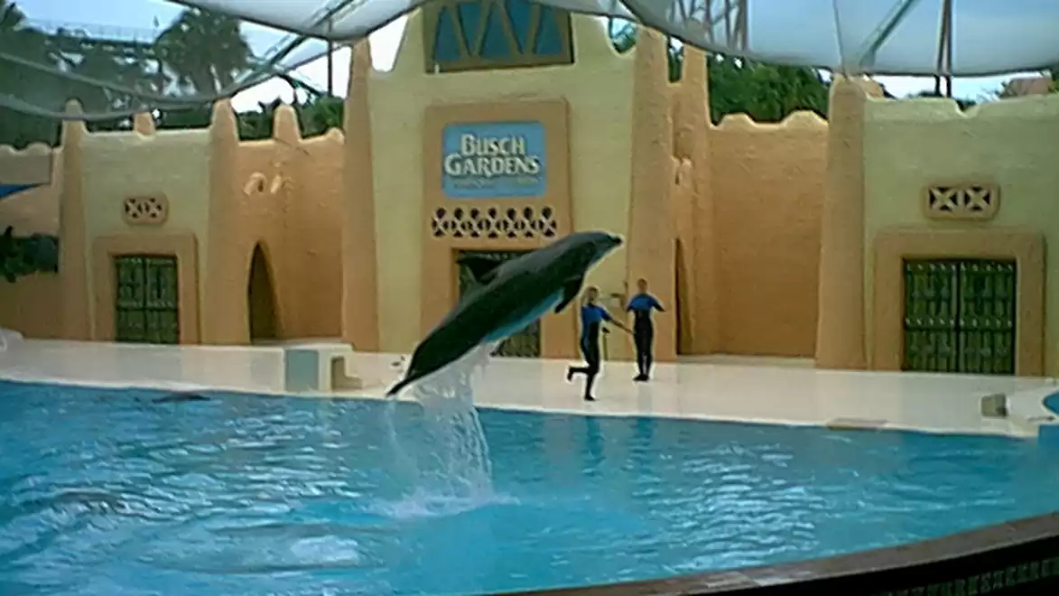 A dolphin jumps out of the water in a water park with an oriental-style building in the background.