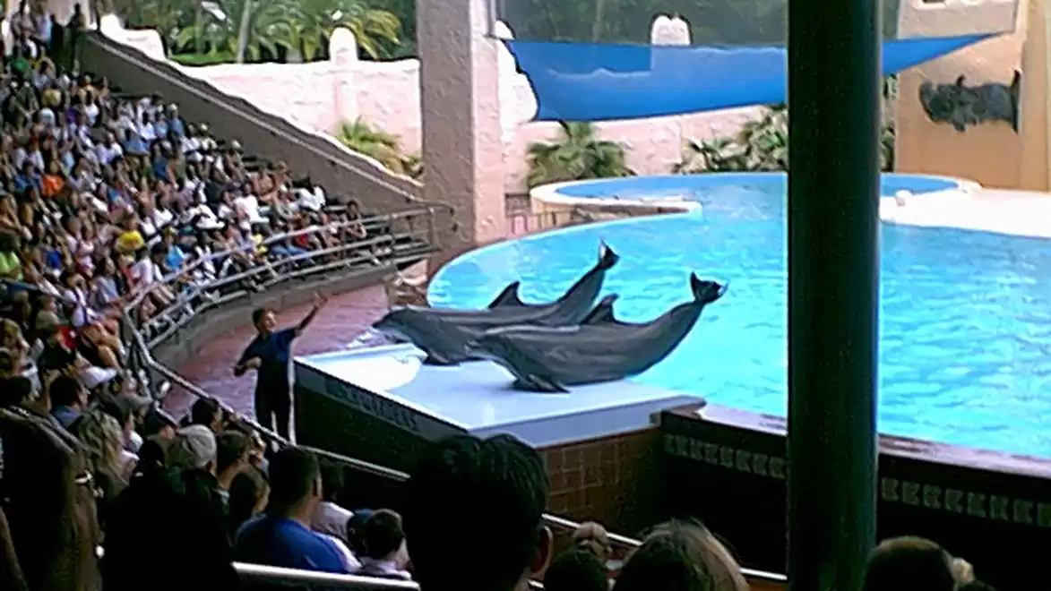 A dolphin show in a water park where several dolphins perform in front of an audience.