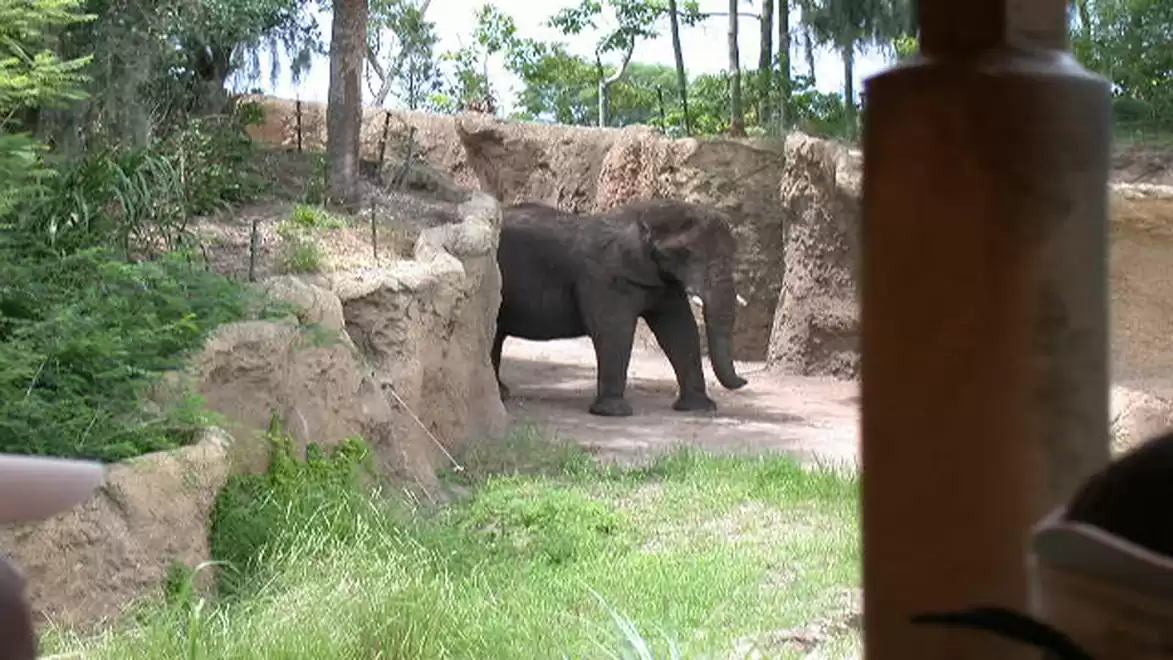 An elephant stands in an enclosure surrounded by trees with sandy walls and grassy ground.