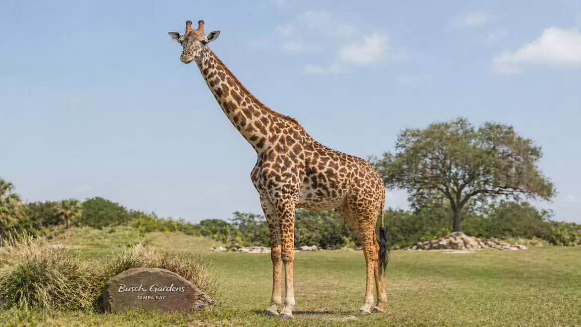 A giraffe stands on a green field with a tree in the background on a sunny day at Busch Gardens Park.