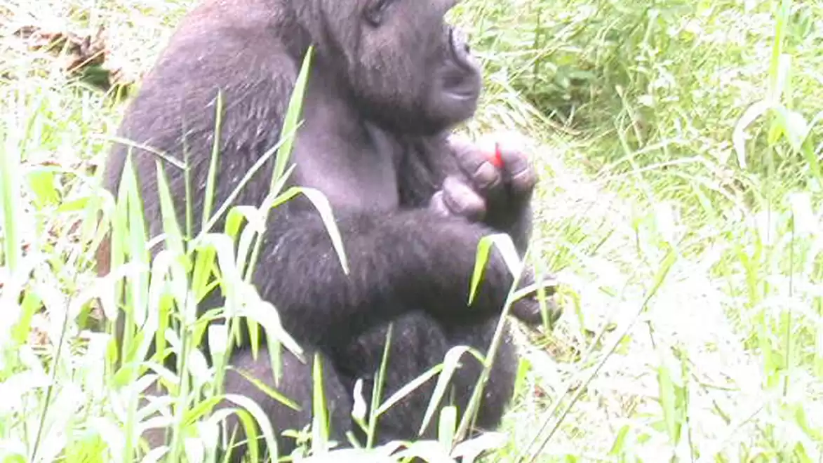 A gorilla sits in the grass holding something red in its hand, surrounded by green vegetation.