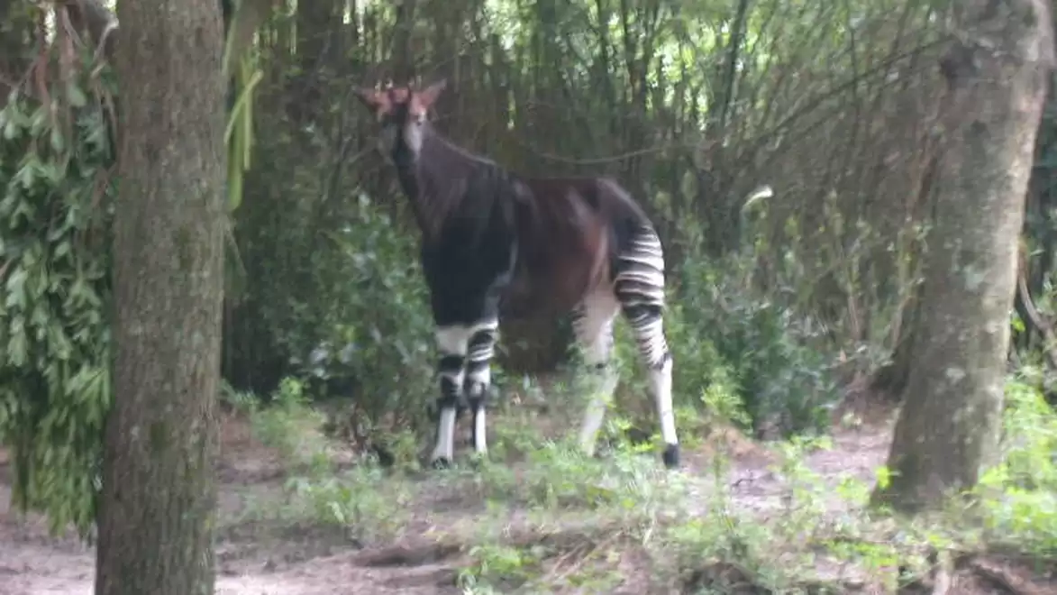 An okapi stands in a dense, green forest with legs striped like a zebra.