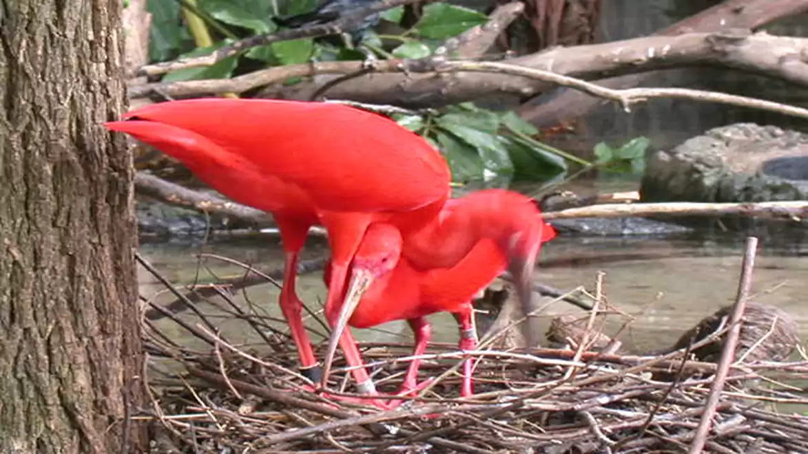 Two scarlet ibises in a nest in a zoo, surrounded by branches and water.