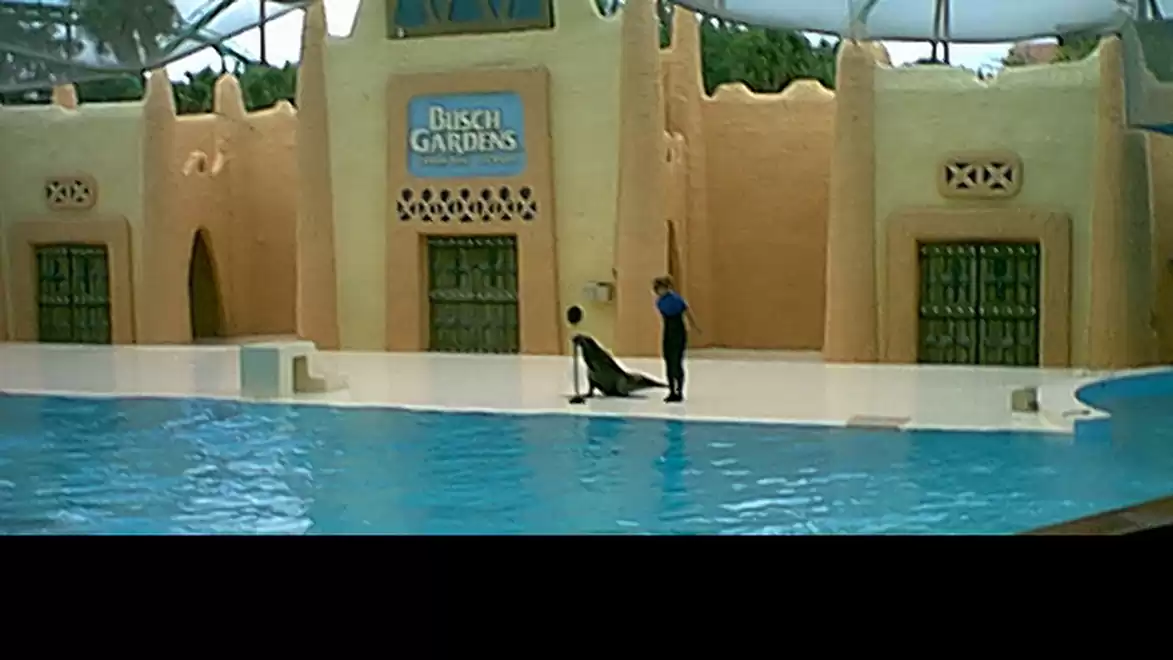 Trainer with a seal at a show in Busch Gardens theme park in front of a pool and a building.
