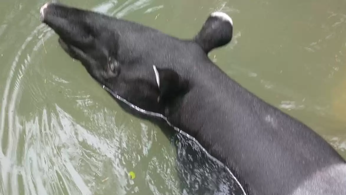 A tapir swimming in water, with black and white fur and a long snout.