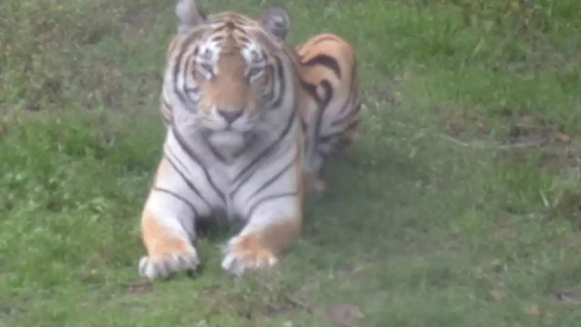 A tiger lying on green grass, relaxed in a natural environment.