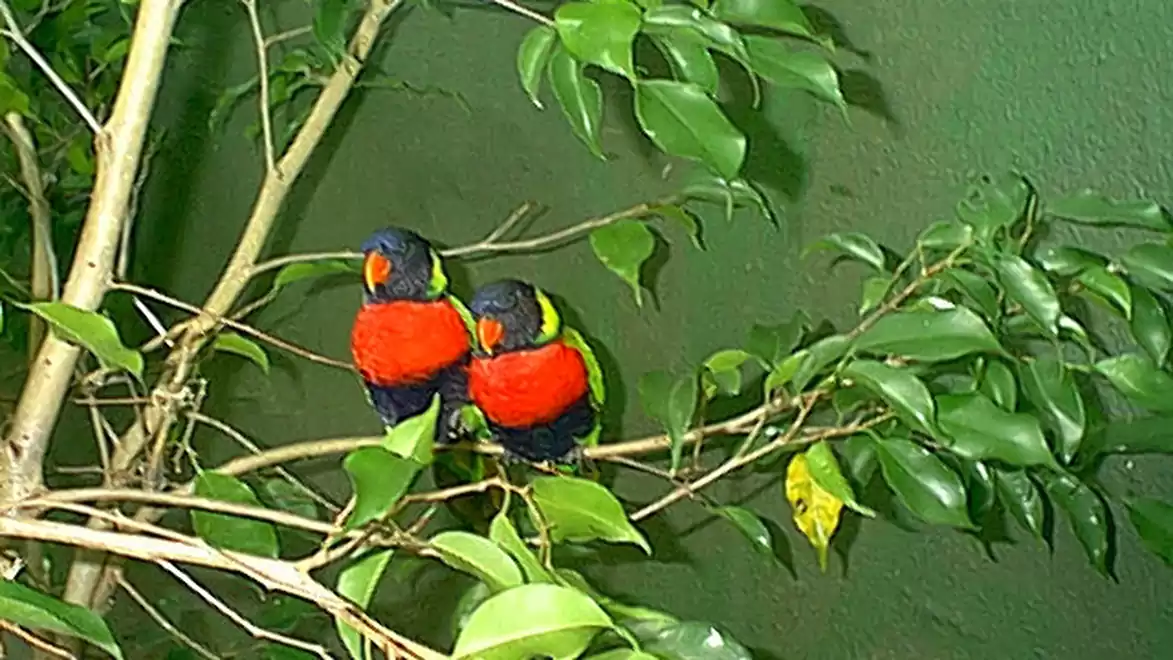Two colorful parrots with red chests and blue heads sitting on a branch with green leaves against a green wall.
