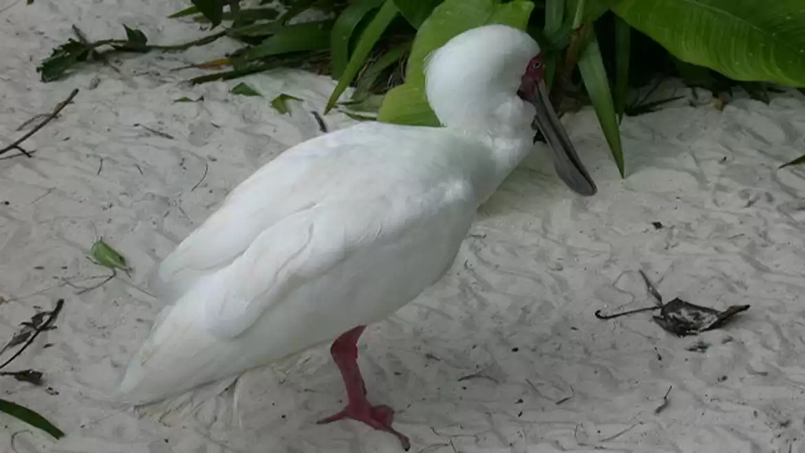 A white spoonbill on a sandy ground with green leaves in the background.