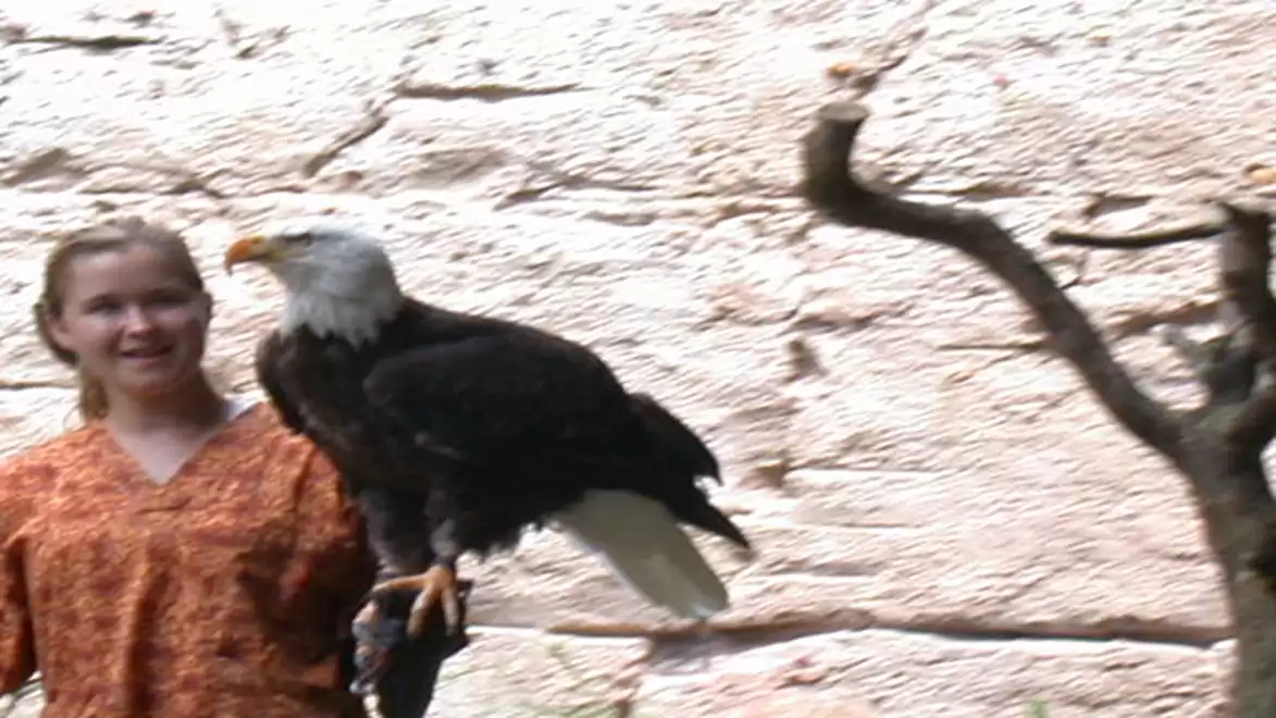 A woman stands smiling next to a bald eagle perched on a branch in a rocky area.