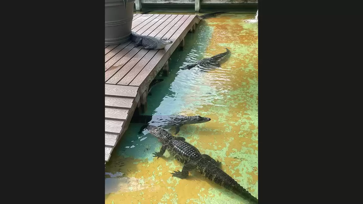 Three alligators swimming side by side in a greenish water basin with a wooden deck.