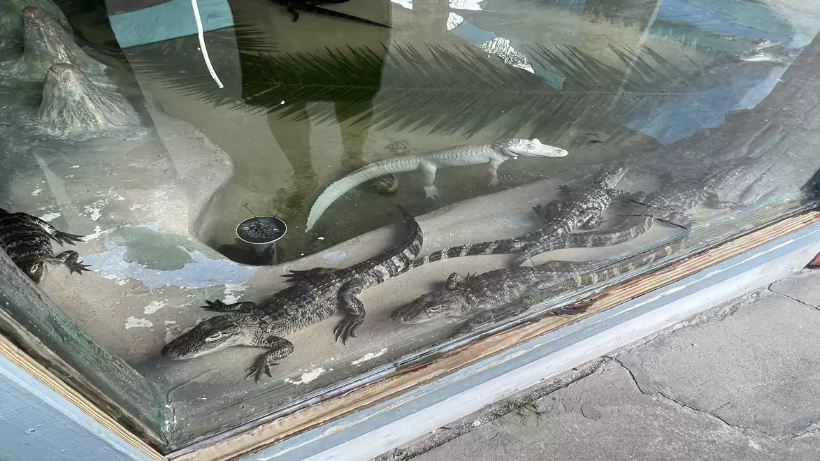 A group of alligators resting behind a glass in a large terrarium. The environment is designed to mimic nature, with water and plants.