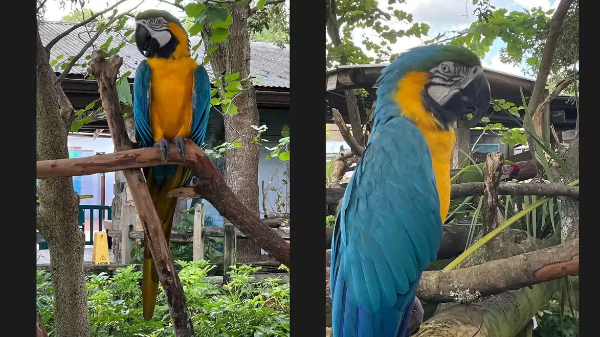 Two images of a Blue and Yellow Macaw sitting on a branch in a green, wooded area.