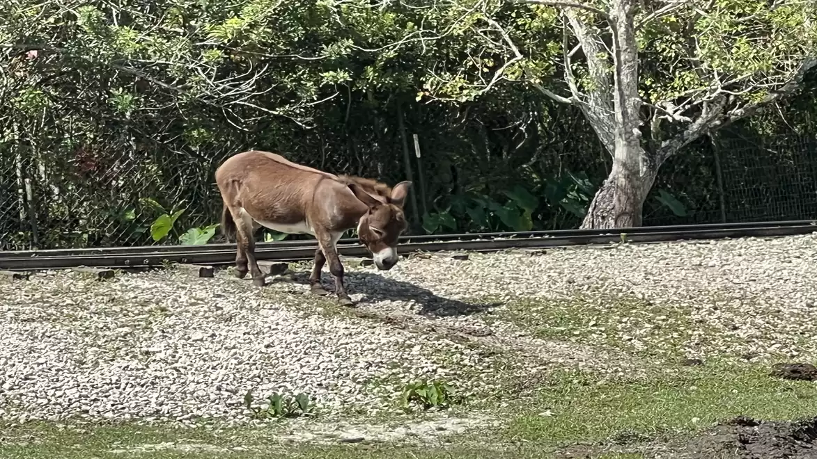 A brown donkey stands on a gravel path in front of a tree.