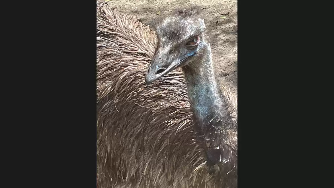 Close-up of an emu with brown feathers and an alert gaze.