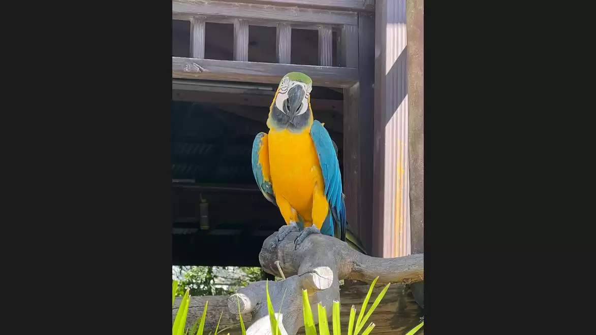 A colorful parrot perched on a branch in front of a wooden structure, in sunlight.