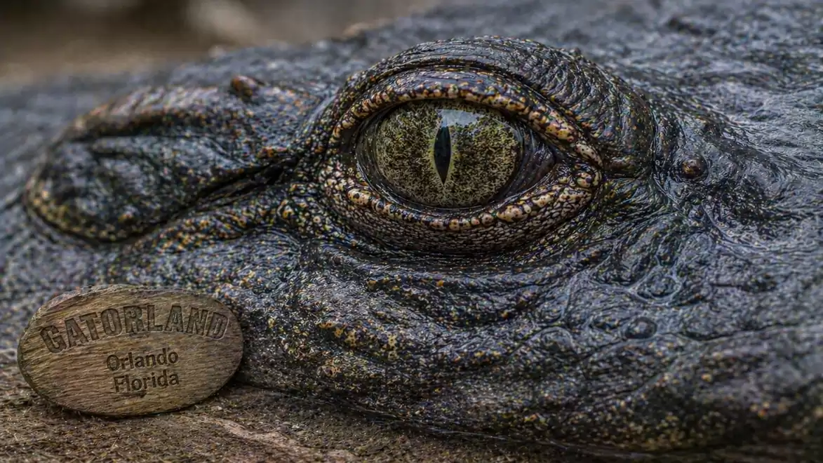 Close-up of a crocodile eye with a sign that reads 'Gatorland, Orlando, Florida'.
