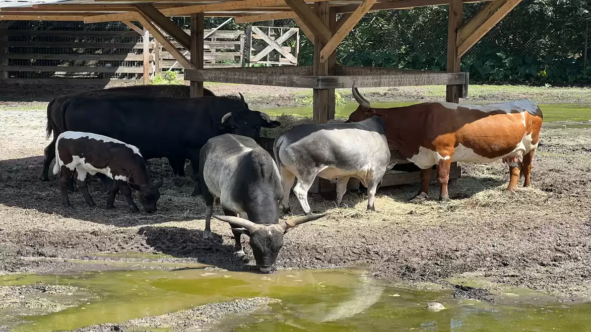 A herd of cows stands under a wooden shelter on a muddy field, with one of the cows drinking from a puddle.