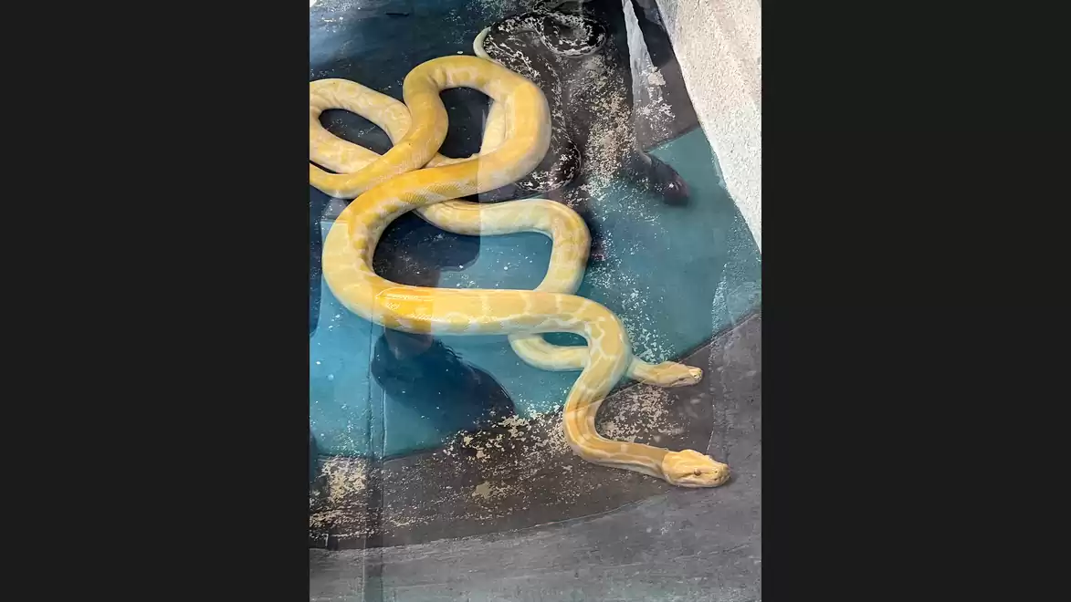 A large yellow snake swimming in a water tank.