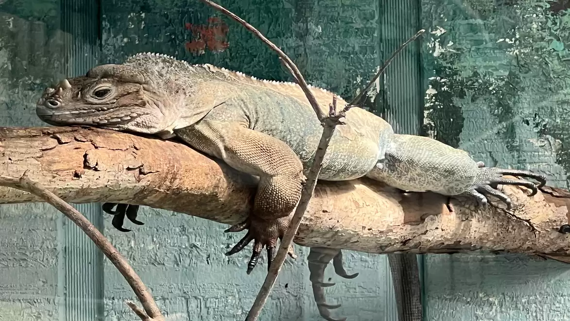 A lizard rests on a branch in a terrarium.