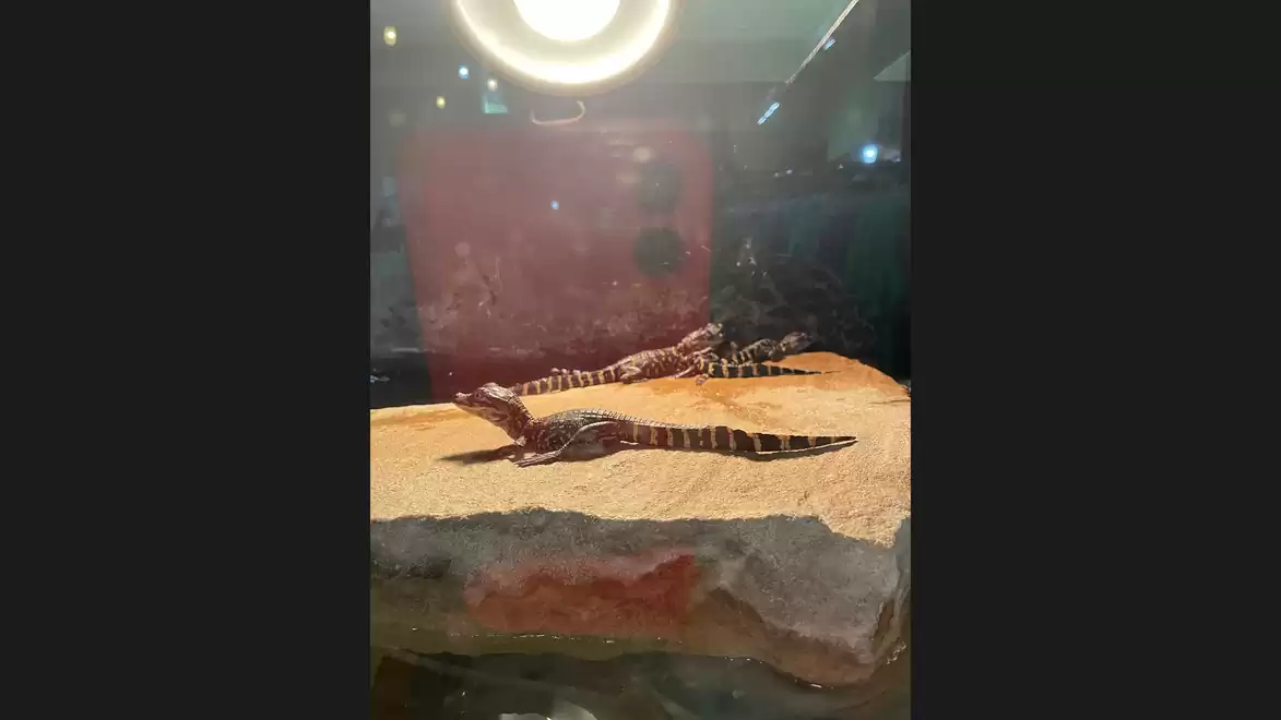 Two small crocodiles lying on a rock under a heat lamp in a terrarium.