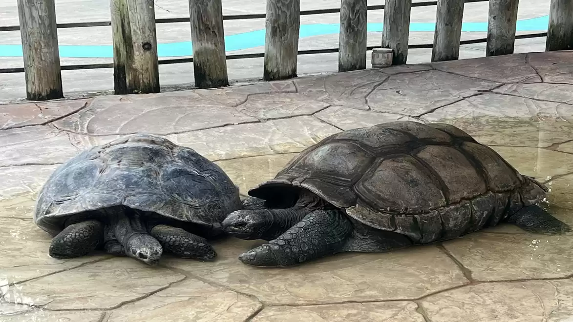 Two tortoises on a wet stone ground next to a wooden fence.