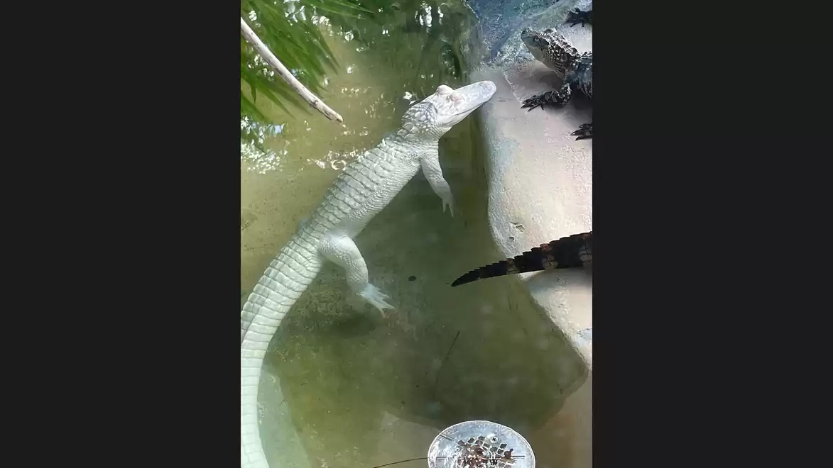 White alligator swimming in a clear water tank with plants and other alligators.