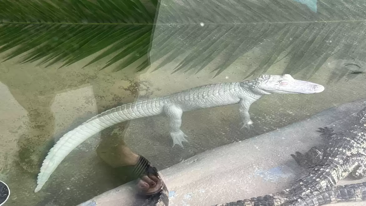 A white alligator swimming underwater in an enclosure with plants in the background.
