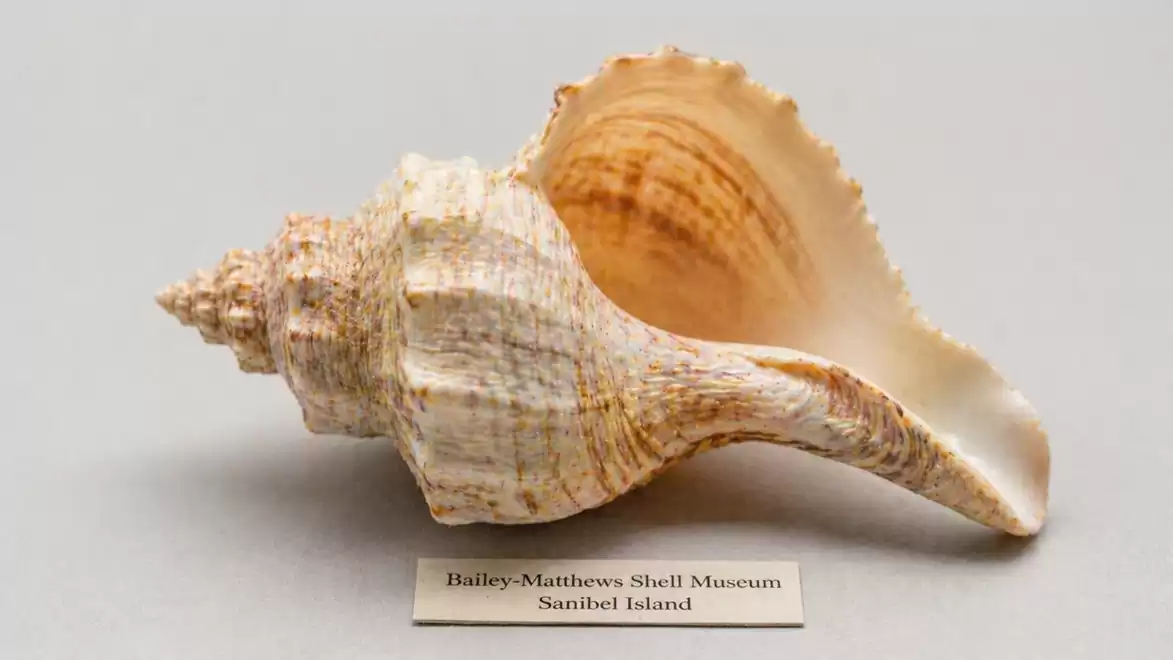 Large seashell displayed at the Bailey-Matthews Shell Museum on Sanibel Island.