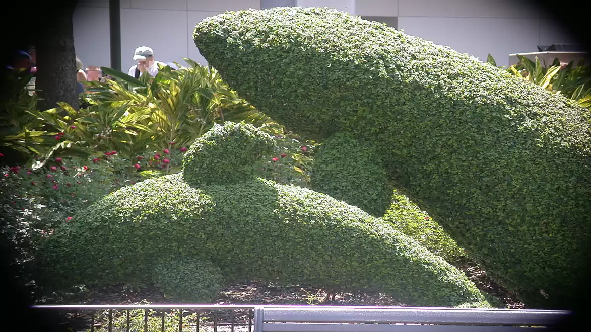 Boxwood topiary shaped as two dolphins in a garden.