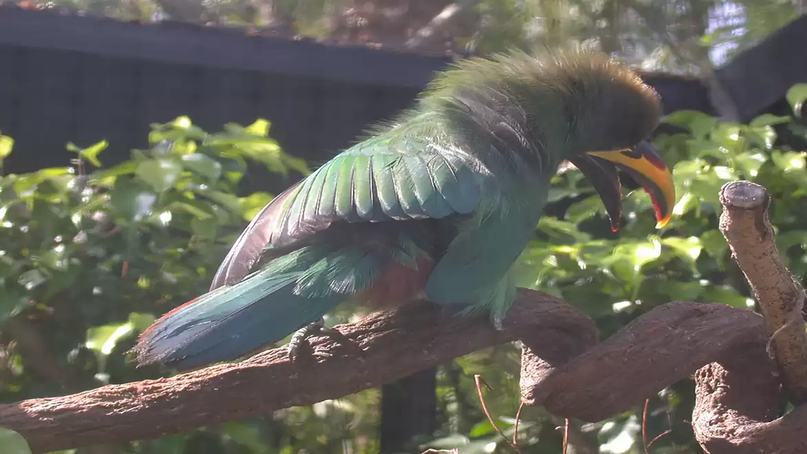 A colorful parrot with green feathers is perched on a branch surrounded by green leaves.