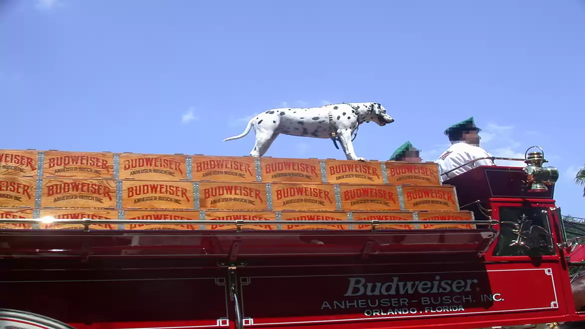 A Dalmatian stands on a cart full of Budweiser crates, pulled by a team led by two people.