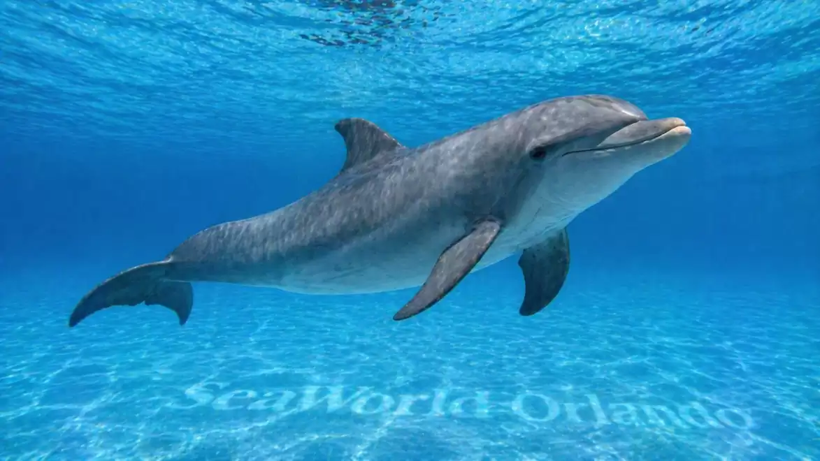 A dolphin swimming underwater in SeaWorld Orlando, surrounded by clear blue water.