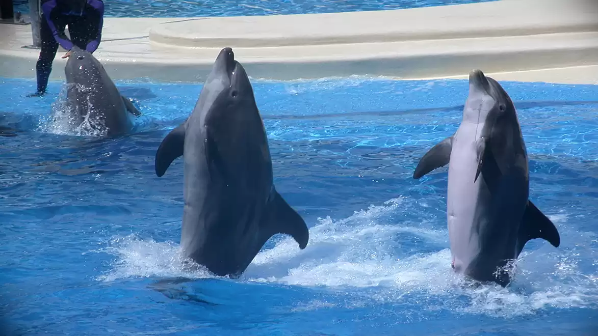 Dolphins perform an impressive show in the water, with a trainer visible in the background.